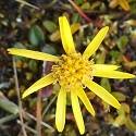 Senecio atropurpureous. A bright yellow flower with many petals.